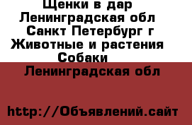 Щенки в дар - Ленинградская обл., Санкт-Петербург г. Животные и растения » Собаки   . Ленинградская обл.